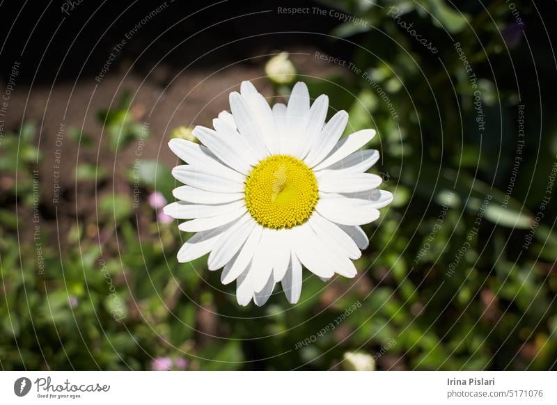 Blühende Gänseblümchen, die von den Sonnenstrahlen gewärmt werden. oft Hintergrund schön groß Blütezeit Überstrahlung blau Botanik hell Blütenknospen Knospen