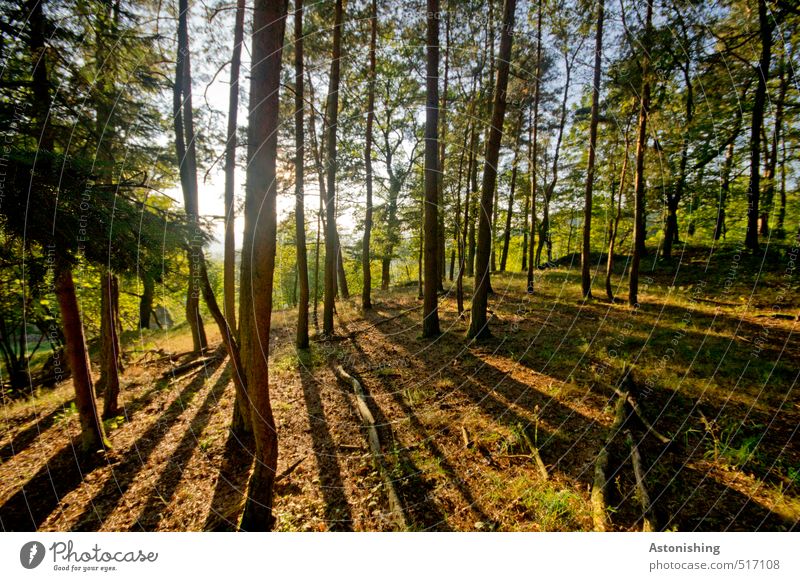 Wald in der Abendsonne Umwelt Natur Landschaft Pflanze Luft Himmel Sonne Sonnenaufgang Sonnenuntergang Sonnenlicht Herbst Wetter Schönes Wetter Wärme Baum Gras