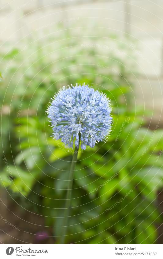 Weiße Blüten von Allium caeruleum im Garten. Sommer und Frühling. Lauch Gewöhnliche Zaunwinde Blütezeit Überstrahlung blau Botanik Blumenstrauß Ast hell