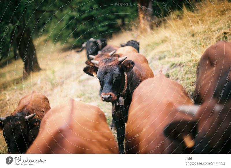 Neugierige, junge Aostataler Rinder, Valdostana Castana Italien Alpen Landschaft Tourismus Ferien & Urlaub & Reisen Reisefotografie Farbfoto Kühe Alm