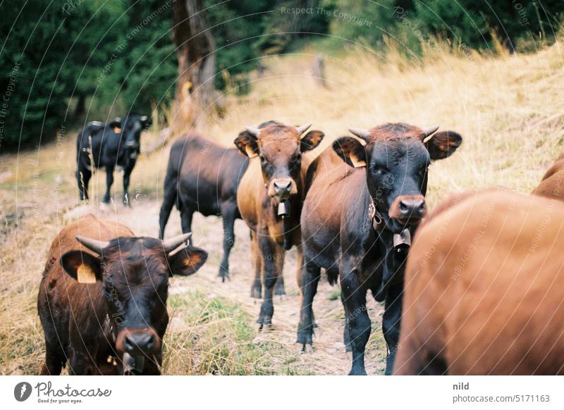 Neugierige, junge Aostataler Rinder, Valdostana Castana Italien Alpen Landschaft Tourismus Ferien & Urlaub & Reisen Reisefotografie Farbfoto Kühe Alm