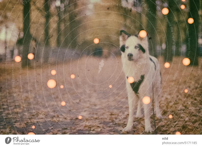 Abgelaufener Dia Film – Theresienwiese München Bayern Oktoberfest Außenaufnahme Experiment experimentell Artefakte farbfilm diafilm Analogfoto Herbst herbstlich