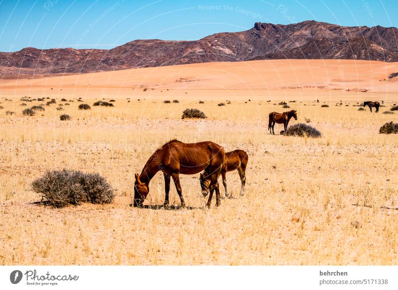 überlebenskünstler besonders beeindruckend Dürre trocken Umwelt Klimawandel Wärme Natur Freiheit Ferien & Urlaub & Reisen Landschaft Außenaufnahme Ferne Fernweh