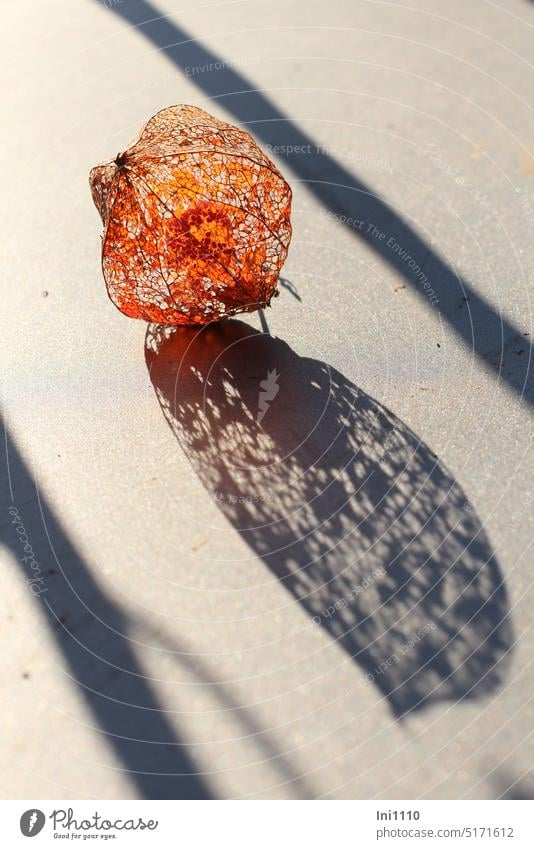 Physalis trockene Blütenhülle liegt auf einem Tisch Licht Schatten Schattenspiel auf dem Tisch liegend skelettartig Lampionblume lampionförmig Hülle vergänglich