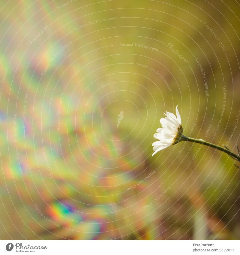 mal ein Blümchen Frühling Gänseblümchen Blume Bellis perennis Pflanze Blüte Garten Natur Blühend Frühlingsgefühle Frühlingserwachen Licht Lichterscheinung