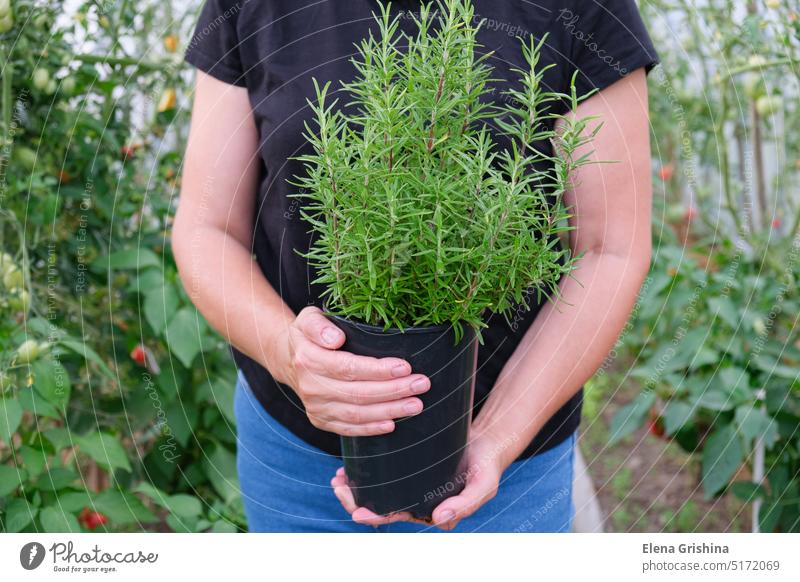 Eine Bäuerin hält einen in einem Gewächshaus gezüchteten Rosmarinstrauch, Rosmarinus officinalis, in den Händen. Nahaufnahme. Frau Landwirt Gewürz Gartenarbeit