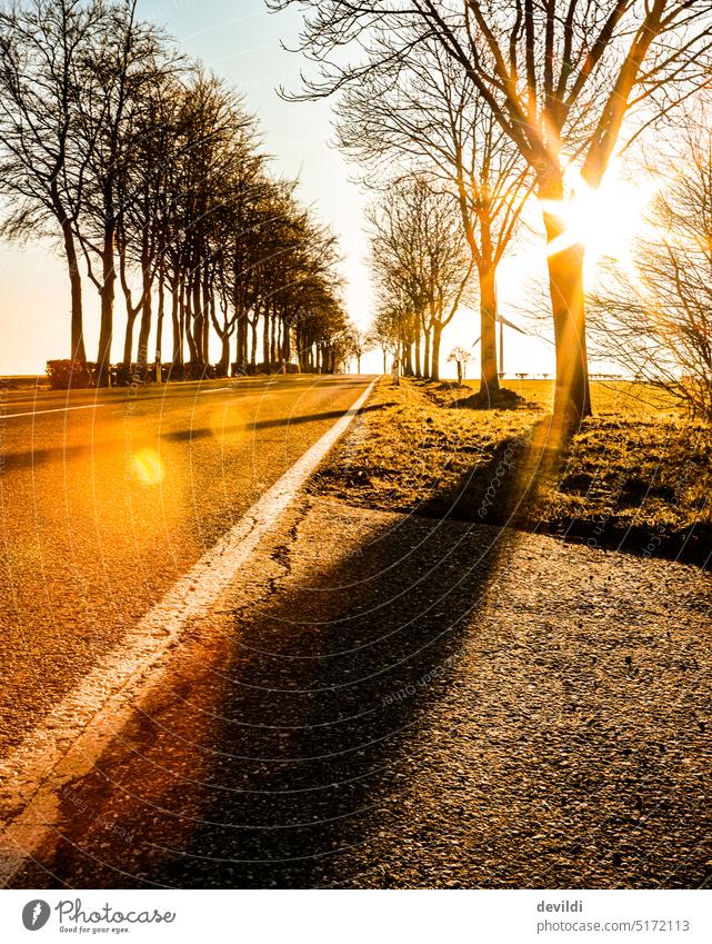 der Sonne entgegen sonnig Sonnenlicht Sonnenstrahlen Sonnenschein Licht Sonnenuntergang Natur Landschaft Sonnenaufgang Morgen Baum im Freien malerisch Szene