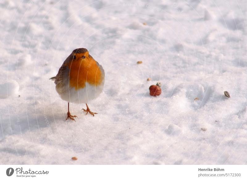 Rotkehlchen und Haselnuss im Schnee. Vogel Ornithologie Winter niedlich zahm Wildtier Außenaufnahme menschenleer Tierporträ Tierporträt neugierig Neugier