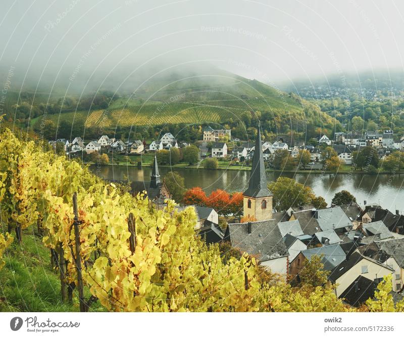 Alf und Bullay (Mosel) Dörfer Moselgebiet Weinbaugebiet Weinhänge Weinberge Sonnenlicht Sehnsucht friedlich pittoresk Idylle Schönes Wetter Ruhe Stille draußen