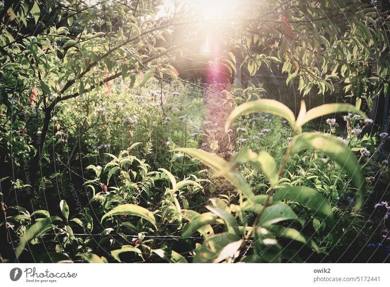 Einleuchtend Frühling Schönes Wetter Garten glänzend natürlich Idylle rein Stimmung Farbfoto Menschenleer Licht Schatten Sonnenlicht Gegenlicht Lichterscheinung