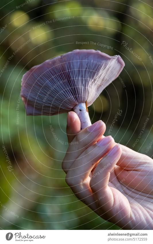 Frau hält Wood Blewit Pilz Holzbohrer blewit Pilze Beteiligung Futter Nahrungssuche wild essbar