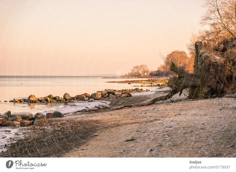 Küstenlandschaft im Winter, entwurzelter Baumstamm, Steine im Wasser Sturmschäden Natur Sturmschaden Umwelt Außenaufnahme Wald Landschaft Farbfoto Menschenleer