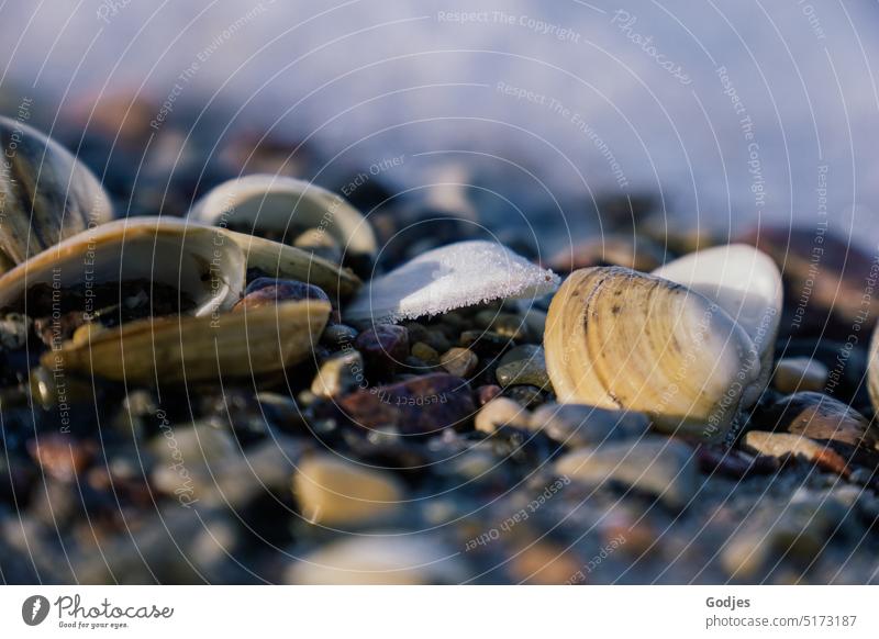 Nahaufnahme von Muscheln am Strand bei Frost | farbreduziert Kiesel Stein Eis Winter Seinstrand kalt Außenaufnahme Menschenleer Farbfoto Natur Schnee Landschaft