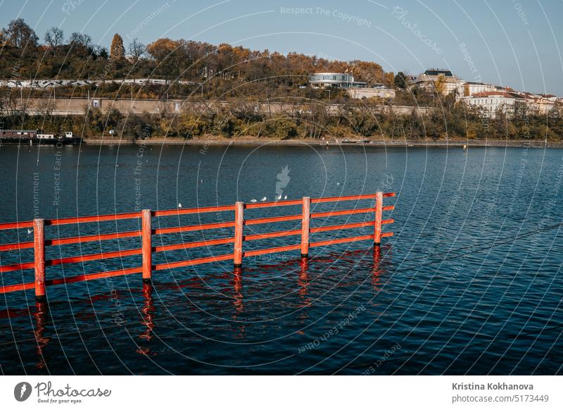 Möwen sitzen auf dem roten Zaun über der Moldau in Prag. Natur Fluss Wasser Tier Vogel im Freien Tierwelt Schnabel natürlich wild Landschaft Auge Feder MEER