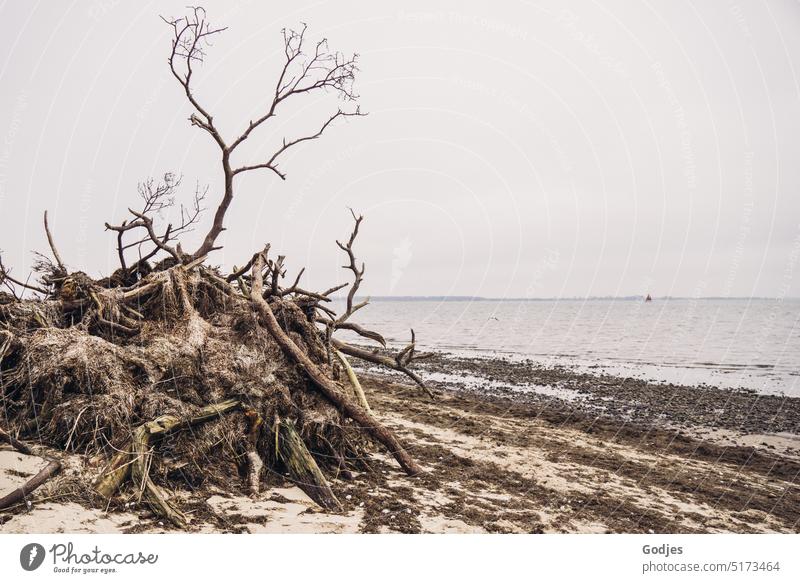 aufgebaute Höhle aus Strandgut, Ästen, Holzstücken und Algen am Strand | farbreduziert Standgut Wasser dunkel Stein Menschenleer gebaute Struktur Meer