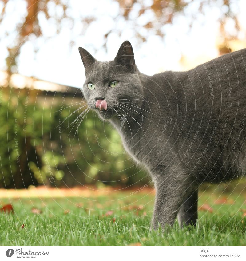 :-P Ernährung Natur Sommer Herbst Gras Garten Tier Haustier Katze Tiergesicht Zunge 1 genießen Blick Gefühle lutschen schleckermaul Jagdrevier Farbfoto