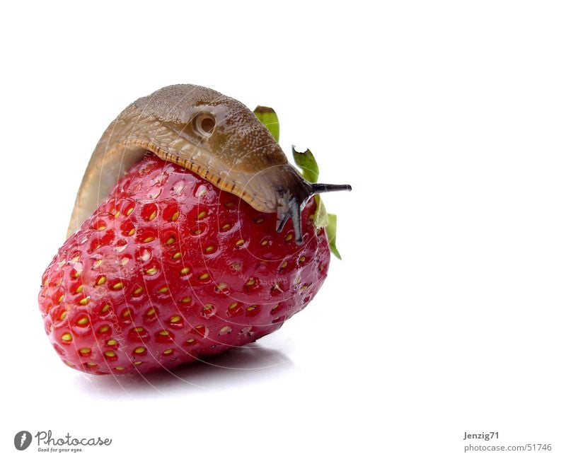 Auch Sie mag Sie. Schnecke rot lecker Nacktschnecken Wegschnecke Erdbeeren Frucht strawberry