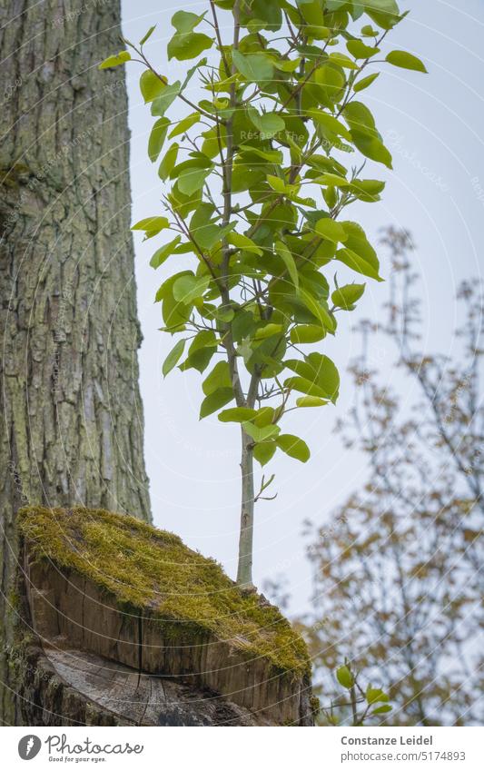 Junger Baumstamm wächst aus einem abgesägten, moosigen Stamm. Bäume Natur Umwelt Wald grün grüne Blätter Trieb Pflanzentrieb Moos vermoost treiben Frühling