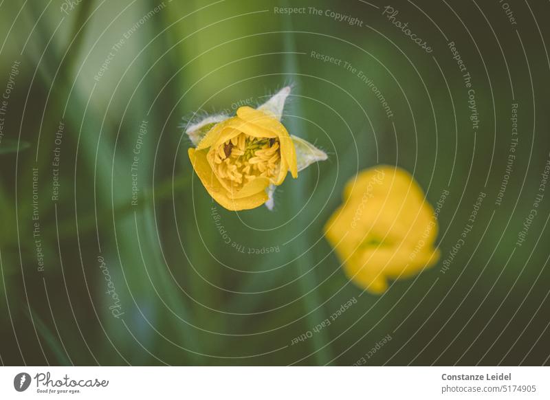 Gelbes Butterblümchen mit unscharf abgebildetem Blümchen im Hintergrund. gelb Butterblume grün Unschärfe Blütenkelch Wiese Wiesenblume leuchten leuchtend