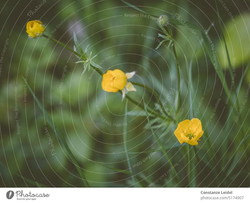 Drei noch fast geschlossene Butterblümchen in der Wiese. gelb Butterblume grün Unschärfe Hintergrund Blütenkelch Wiesenblume leuchten leuchtend Pflanze Sommer