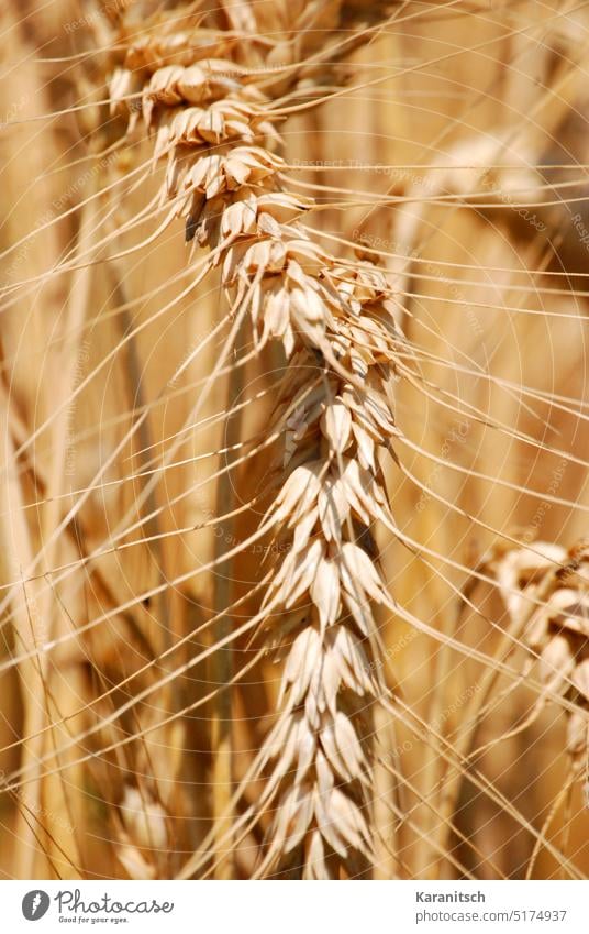 Eine Nahaufnahme von reifen Kornähren. Getreide Ähre Weizen Hartweizen Triticum durum Getreidefeld ausgereift Ernte Mehlfrucht Ernährung Nahrung Sonnenschein