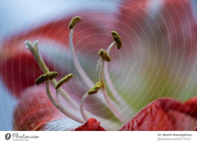 Hippeastrumhybride, "Amaryllis", Staubblätter und Stempel Ritterstern Blüte zygomorph Amaryllisgewächse Amaryllidaceae Zwiebelgewächs Zwiebelblume hysteranth