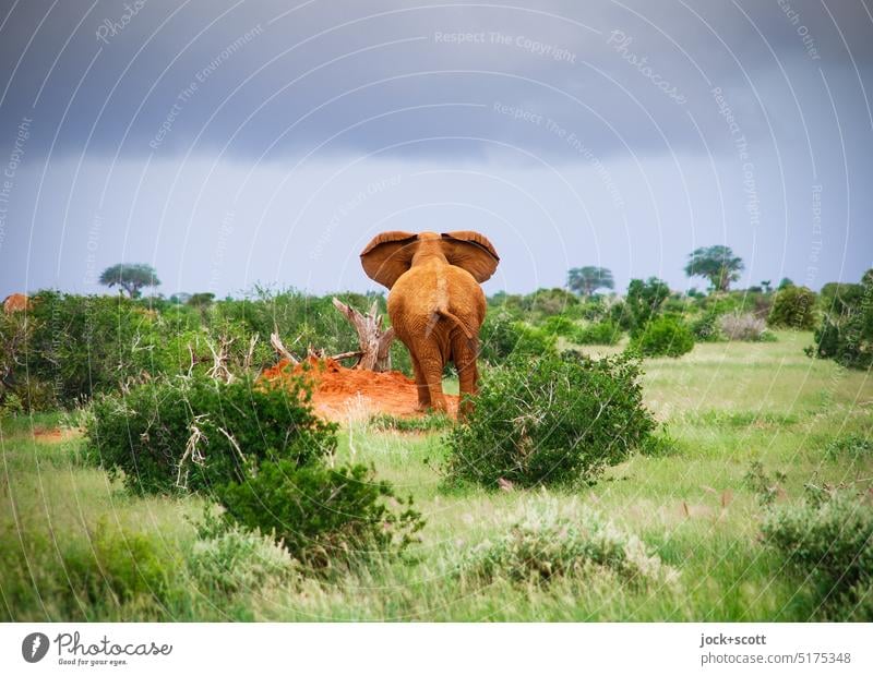 lauschen dem Elefantenarsch XXL Tierporträt Landschaft Safari Savanne Wildtier Sträucher Gewitterwolken Wachsamkeit Elefantenohren tropisch Hinterteil