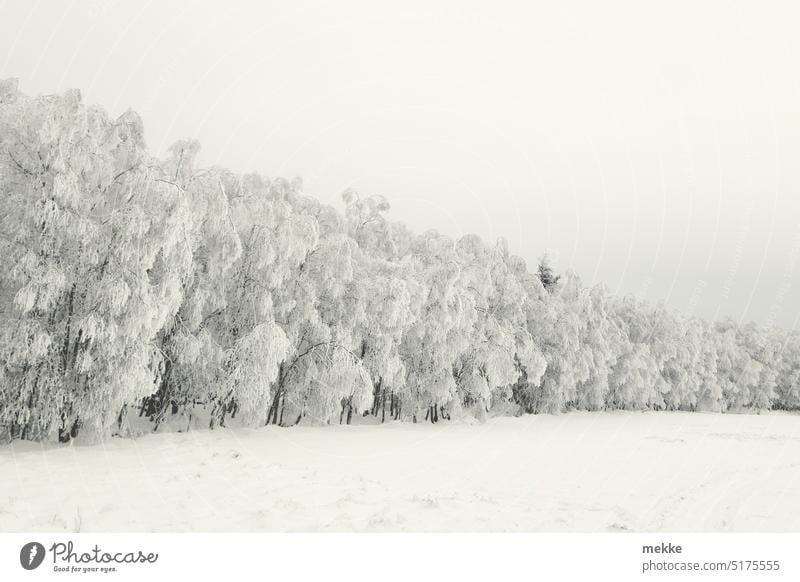 Da versteckt sich jemand Wald Winter Winterwald Waldrand Schnee Frost kalt Schneelandschaft Winterstimmung Kälte Winterlandschaft Bäume weiß Schneedecke