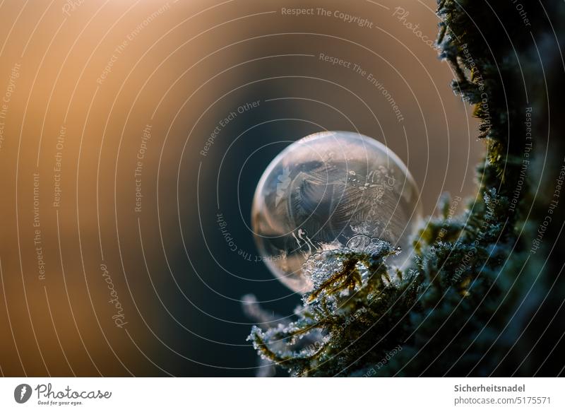 Gefrorene Seifenblase auf Moos gefroren Frost Winter Eis Außenaufnahme kalt Nahaufnahme Menschenleer Natur frieren Makroaufnahme Kristallstrukturen