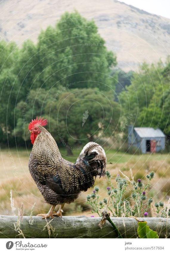 guten morgen :) Natur Sommer Garten Berge u. Gebirge Tier Hahn elegant Zufriedenheit Idylle Stolz Morgen wecken stolzieren Hahnenkamm Feder Balken Scheune