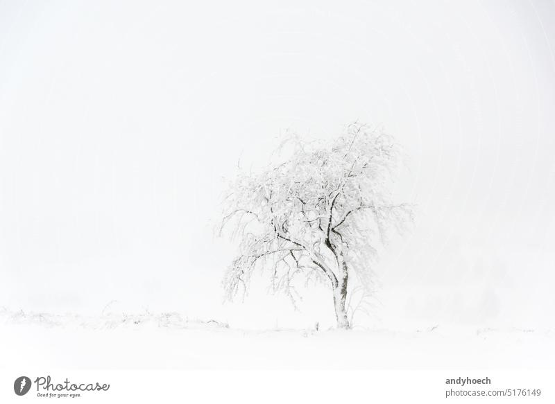 Schneebedeckter Solitärbaum im tiefen Winter schön Schönheit Niederlassungen kalt Textfreiraum deckend Tag leer Ausdauer Wald Tapferkeit frieren Frost gefroren