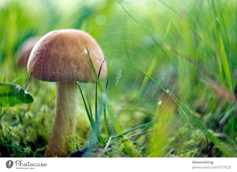 kleiner Pilz Umwelt Natur Landschaft Pflanze Sommer Gras Moos Blatt Wildpflanze Schwamm Wiese stehen weich braun grün Stengel Halm Farbfoto mehrfarbig