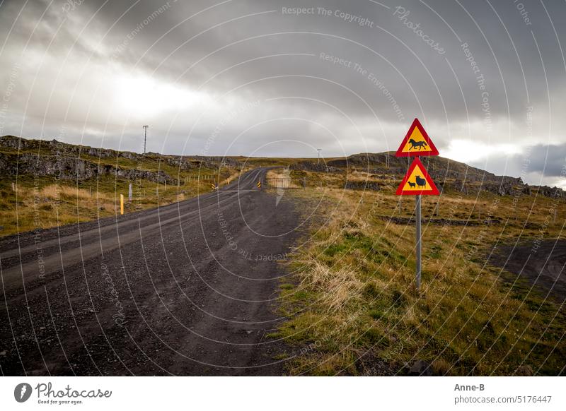 Achtung Ponys , Achtung Schafe...Warnschilder an einer einsamen Schotterstraße durch steinige Wiesenlandschaft in Islands Norden, oder sonstwo. freilebend