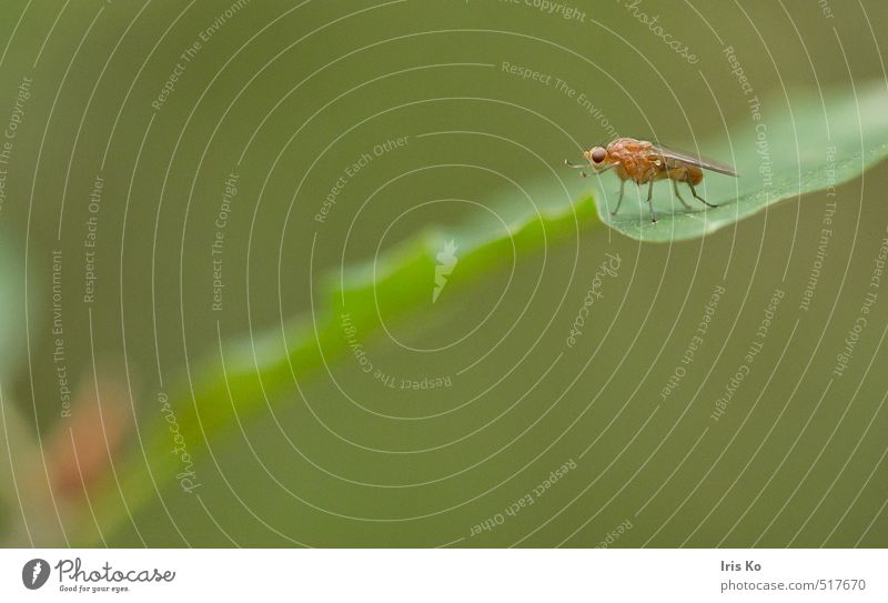 rutschbahn Natur Tier Fliege Flügel 1 krabbeln klein natürlich niedlich grün Leben Bewegung Farbfoto Außenaufnahme Nahaufnahme Tag Tierporträt Profil