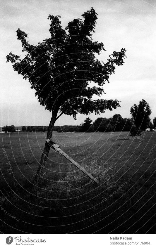 Junger Baum mit Stütze analog Analogfoto schwarzweiß Schwarzweißfoto Natur Flora schief schräg stützen jung Außenaufnahme menschenleer Geäst Blatt Laub