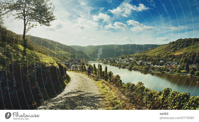 Moselpanorama Moselgebiet Weinbaugebiet Weinhänge Weinberge Sonnenlicht Sehnsucht friedlich Idylle Schönes Wetter Ruhe Stille draußen Landschaft