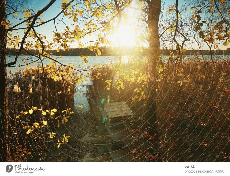 Lichterbaum Seeufer Baum Landschaft Natur Umwelt Außenaufnahme Gegenlicht Sträucher leuchten Sonnenstrahlen Lichterscheinung Sonnenlicht Schatten Farbfoto