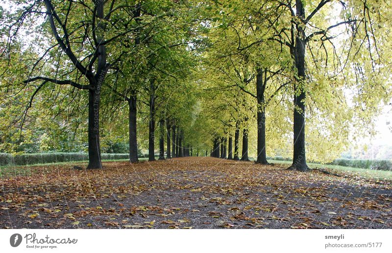 wohin gehn Baum Herbst Allee Blatt Linde Buche Zukunft Horizont grün Symmetrie Garten Park Wege & Pfade Straße Landschaft