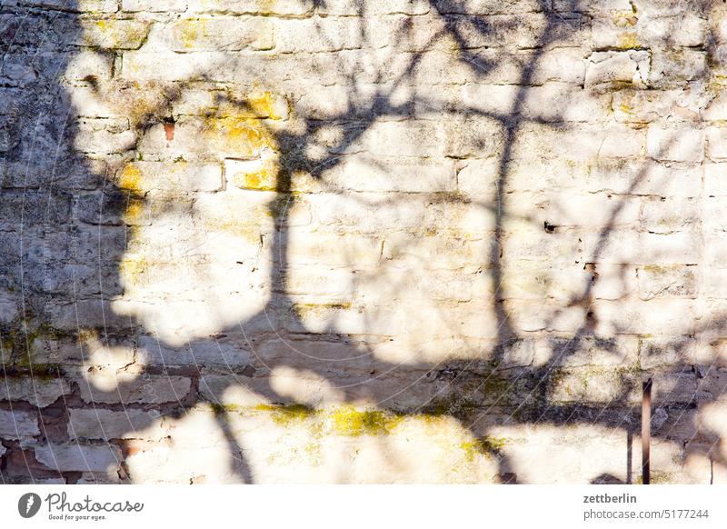 Schatten auf der Mauer ast baum erholung ferien garten kleingarten kleingartenkolonie menschenleer nachbarschaft natur pflanze ruhe saison schrebergarten stamm