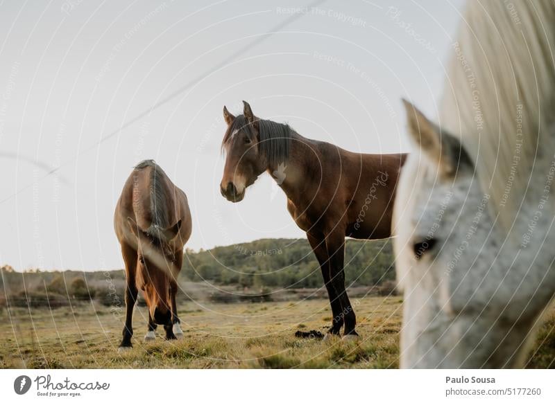 Pferde auf der Weide Tier Außenaufnahme Farbfoto Wiese Säugetier Weidenutzung Bauernhof Nutztier im Freien Feld Natur ländlich Camargue-Pferde elegant