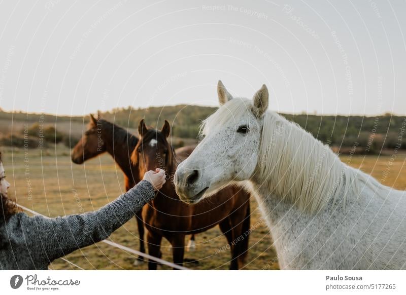 Pferde auf der Weide Tier Außenaufnahme Farbfoto Wiese Säugetier Weidenutzung Bauernhof Nutztier im Freien Feld Natur ländlich Camargue-Pferde elegant