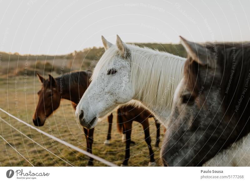 Pferde auf der Weide Tier Außenaufnahme Farbfoto Wiese Säugetier Weidenutzung Bauernhof Nutztier im Freien Feld Natur ländlich Camargue-Pferde elegant