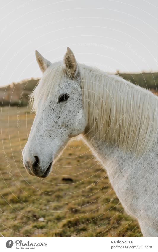 Pferde auf der Weide Tier Außenaufnahme Farbfoto Wiese Säugetier Weidenutzung Bauernhof Nutztier im Freien Feld Natur ländlich Camargue-Pferde elegant