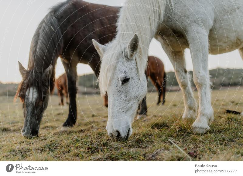 Pferde auf der Weide Tier Außenaufnahme Farbfoto Wiese Säugetier Weidenutzung Bauernhof Nutztier im Freien Feld Natur ländlich Camargue-Pferde elegant