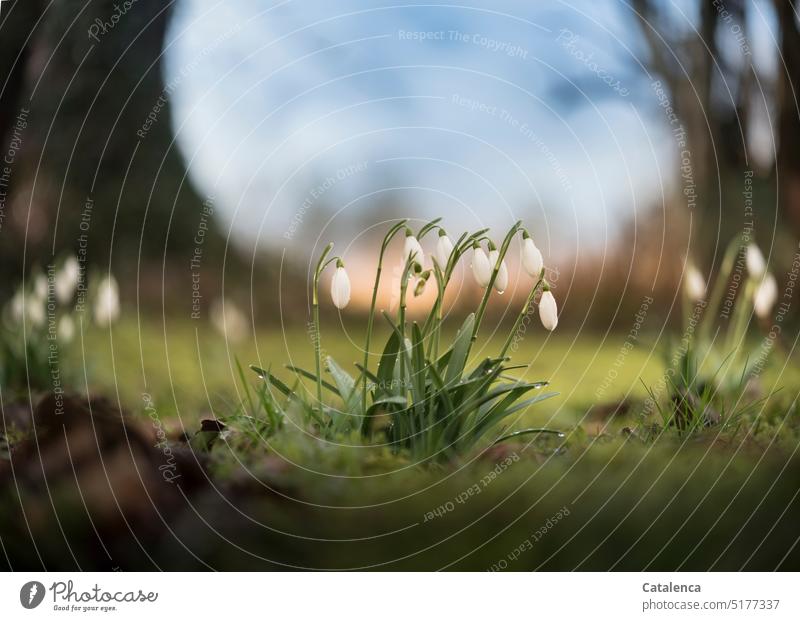 Schneeglöckchen, Galanthus nivalis Weiß Grün Tageslicht Garten verblühen Blume Pflanze Flora Natur Gras Moos wachsen Frühling Blüte Himmel Amaryllisgewächse