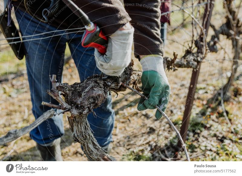 Beschneiden von Weinstöcken Beschneidung Traube Pflaume Weinrebe Weinberg Weintrauben Ackerbau Außenaufnahme Weingut Herbst grün Weinbau