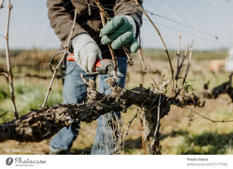 Beschneiden von Weinstöcken Beschneidung Traube Pflaume Weinrebe Weinberg Weintrauben Ackerbau Außenaufnahme Weingut Herbst grün Weinbau