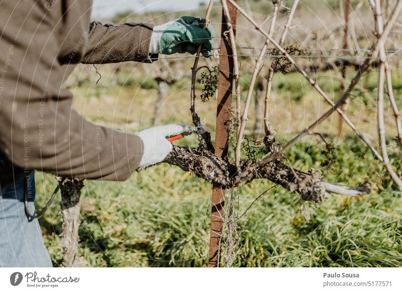 Beschneiden von Weinstöcken Beschneidung Traube Pflaume Weinrebe Weinberg Weintrauben Ackerbau Außenaufnahme Weingut Herbst grün Weinbau