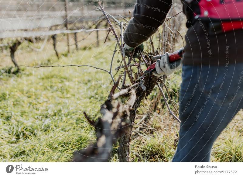 Beschneiden von Weinstöcken Beschneidung Traube Pflaume Weinrebe Weinberg Weintrauben Ackerbau Außenaufnahme Weingut Herbst grün Weinbau