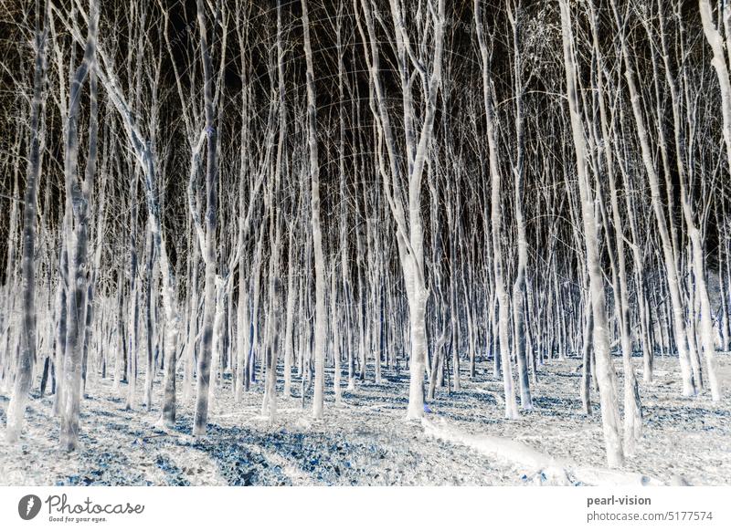 Negativer Buchenhain Wald Natur Baum Negativbild Baumstamm Buchenwald Menschenleer